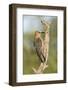 USA, Arizona, Amado. Female Gila Woodpecker on Dead Tree Trunk-Wendy Kaveney-Framed Photographic Print