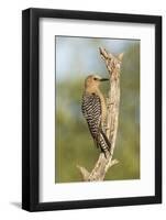USA, Arizona, Amado. Female Gila Woodpecker on Dead Tree Trunk-Wendy Kaveney-Framed Photographic Print