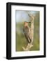 USA, Arizona, Amado. Female Gila Woodpecker on Dead Tree Trunk-Wendy Kaveney-Framed Photographic Print