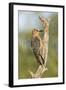 USA, Arizona, Amado. Female Gila Woodpecker on Dead Tree Trunk-Wendy Kaveney-Framed Photographic Print