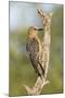 USA, Arizona, Amado. Female Gila Woodpecker on Dead Tree Trunk-Wendy Kaveney-Mounted Photographic Print