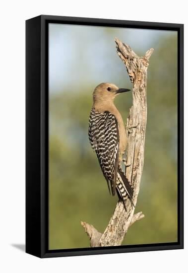 USA, Arizona, Amado. Female Gila Woodpecker on Dead Tree Trunk-Wendy Kaveney-Framed Stretched Canvas