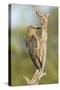 USA, Arizona, Amado. Female Gila Woodpecker on Dead Tree Trunk-Wendy Kaveney-Stretched Canvas