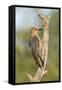 USA, Arizona, Amado. Female Gila Woodpecker on Dead Tree Trunk-Wendy Kaveney-Framed Stretched Canvas