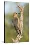 USA, Arizona, Amado. Female Gila Woodpecker on Dead Tree Trunk-Wendy Kaveney-Stretched Canvas