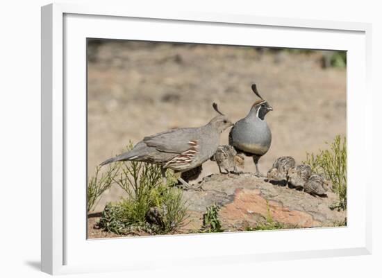 USA, Arizona, Amado. Male and Female Gambel's Quail with Chicks-Wendy Kaveney-Framed Photographic Print