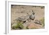 USA, Arizona, Amado. Male and Female Gambel's Quail with Chicks-Wendy Kaveney-Framed Photographic Print