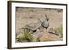 USA, Arizona, Amado. Male and Female Gambel's Quail with Chicks-Wendy Kaveney-Framed Photographic Print