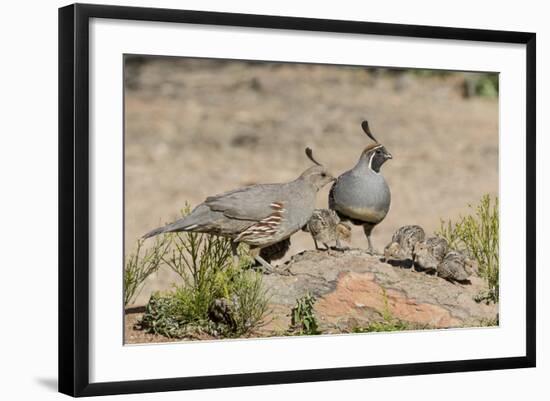 USA, Arizona, Amado. Male and Female Gambel's Quail with Chicks-Wendy Kaveney-Framed Photographic Print