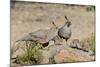 USA, Arizona, Amado. Male and Female Gambel's Quail with Chicks-Wendy Kaveney-Mounted Photographic Print