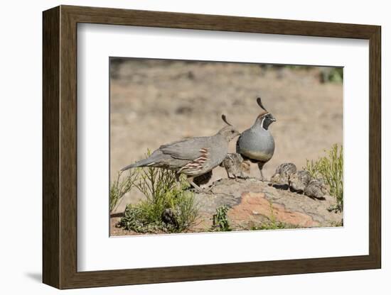 USA, Arizona, Amado. Male and Female Gambel's Quail with Chicks-Wendy Kaveney-Framed Photographic Print