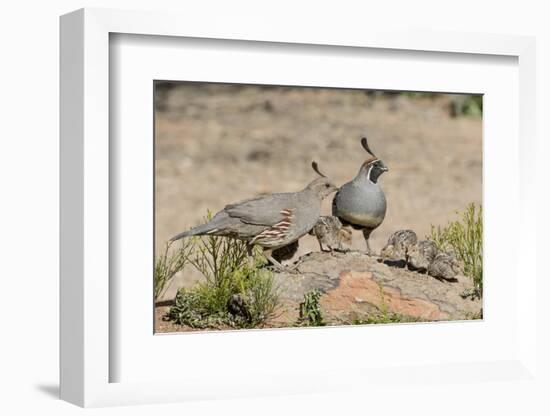 USA, Arizona, Amado. Male and Female Gambel's Quail with Chicks-Wendy Kaveney-Framed Photographic Print