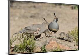 USA, Arizona, Amado. Male and Female Gambel's Quail with Chicks-Wendy Kaveney-Mounted Photographic Print