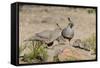 USA, Arizona, Amado. Male and Female Gambel's Quail with Chicks-Wendy Kaveney-Framed Stretched Canvas