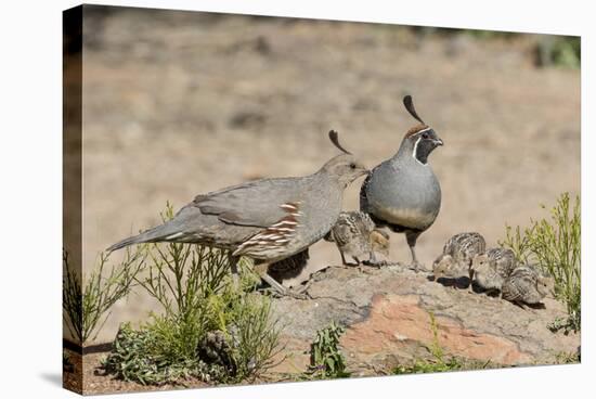 USA, Arizona, Amado. Male and Female Gambel's Quail with Chicks-Wendy Kaveney-Stretched Canvas