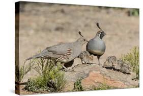 USA, Arizona, Amado. Male and Female Gambel's Quail with Chicks-Wendy Kaveney-Stretched Canvas