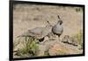 USA, Arizona, Amado. Male and Female Gambel's Quail with Chicks-Wendy Kaveney-Framed Premium Photographic Print
