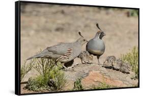 USA, Arizona, Amado. Male and Female Gambel's Quail with Chicks-Wendy Kaveney-Framed Stretched Canvas