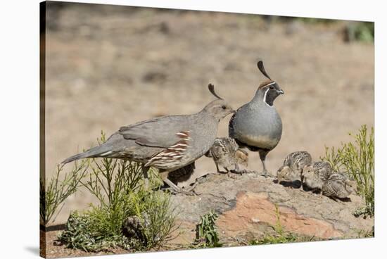 USA, Arizona, Amado. Male and Female Gambel's Quail with Chicks-Wendy Kaveney-Stretched Canvas