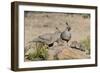 USA, Arizona, Amado. Male and Female Gambel's Quail with Chicks-Wendy Kaveney-Framed Photographic Print