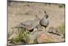 USA, Arizona, Amado. Male and Female Gambel's Quail with Chicks-Wendy Kaveney-Mounted Photographic Print