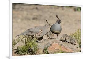 USA, Arizona, Amado. Male and Female Gambel's Quail with Chicks-Wendy Kaveney-Framed Photographic Print