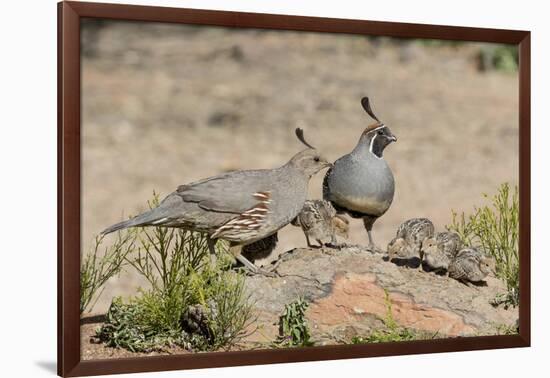 USA, Arizona, Amado. Male and Female Gambel's Quail with Chicks-Wendy Kaveney-Framed Photographic Print