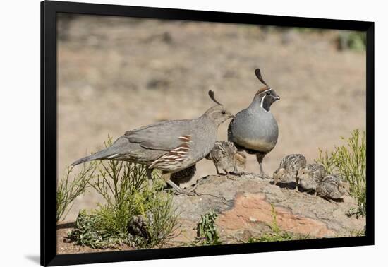 USA, Arizona, Amado. Male and Female Gambel's Quail with Chicks-Wendy Kaveney-Framed Photographic Print