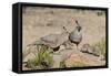 USA, Arizona, Amado. Male and Female Gambel's Quail with Chicks-Wendy Kaveney-Framed Stretched Canvas