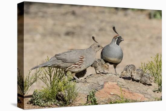 USA, Arizona, Amado. Male and Female Gambel's Quail with Chicks-Wendy Kaveney-Stretched Canvas