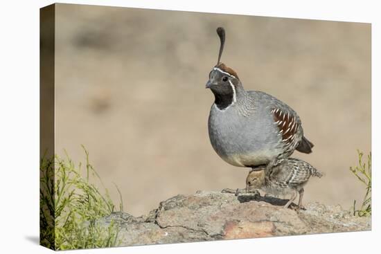 USA, Arizona, Amado. Male Gambel's Quail with Chick-Wendy Kaveney-Stretched Canvas