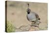 USA, Arizona, Amado. Male Gambel's Quail with Chick-Wendy Kaveney-Stretched Canvas