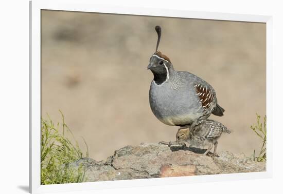 USA, Arizona, Amado. Male Gambel's Quail with Chick-Wendy Kaveney-Framed Photographic Print