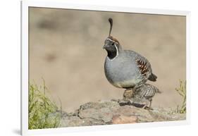 USA, Arizona, Amado. Male Gambel's Quail with Chick-Wendy Kaveney-Framed Photographic Print