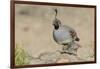 USA, Arizona, Amado. Male Gambel's Quail with Chick-Wendy Kaveney-Framed Photographic Print