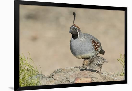 USA, Arizona, Amado. Male Gambel's Quail with Chick-Wendy Kaveney-Framed Photographic Print