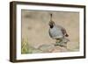 USA, Arizona, Amado. Male Gambel's Quail with Chick-Wendy Kaveney-Framed Photographic Print