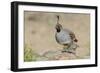 USA, Arizona, Amado. Male Gambel's Quail with Chick-Wendy Kaveney-Framed Photographic Print