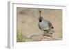 USA, Arizona, Amado. Male Gambel's Quail with Chick-Wendy Kaveney-Framed Photographic Print