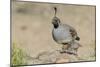 USA, Arizona, Amado. Male Gambel's Quail with Chick-Wendy Kaveney-Mounted Photographic Print