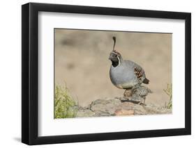 USA, Arizona, Amado. Male Gambel's Quail with Chick-Wendy Kaveney-Framed Photographic Print