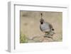 USA, Arizona, Amado. Male Gambel's Quail with Chick-Wendy Kaveney-Framed Photographic Print