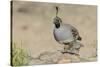 USA, Arizona, Amado. Male Gambel's Quail with Chick-Wendy Kaveney-Stretched Canvas