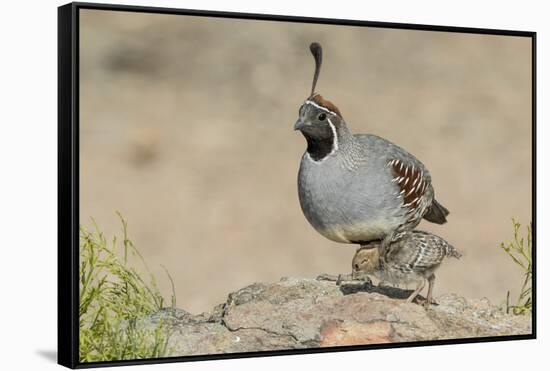 USA, Arizona, Amado. Male Gambel's Quail with Chick-Wendy Kaveney-Framed Stretched Canvas