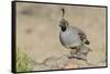 USA, Arizona, Amado. Male Gambel's Quail with Chick-Wendy Kaveney-Framed Stretched Canvas