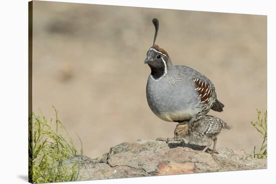 USA, Arizona, Amado. Male Gambel's Quail with Chick-Wendy Kaveney-Stretched Canvas