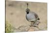 USA, Arizona, Amado. Male Gambel's Quail with Chick-Wendy Kaveney-Stretched Canvas