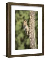 USA, Arizona, Amado. Male Gila Woodpecker on Dead Tree Trunk-Wendy Kaveney-Framed Photographic Print