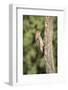 USA, Arizona, Amado. Male Gila Woodpecker on Dead Tree Trunk-Wendy Kaveney-Framed Photographic Print