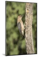 USA, Arizona, Amado. Male Gila Woodpecker on Dead Tree Trunk-Wendy Kaveney-Mounted Photographic Print